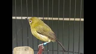 suara pancingan pleci lokal Ungaran