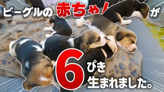 【beagle】I met 6 beagle babies.