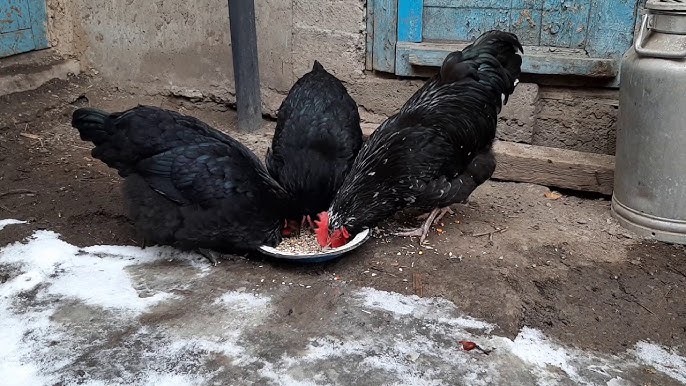 Әдемі қырынған киска