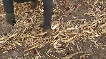 Yetter devastators VS Calmer Stalk Rolls ￼