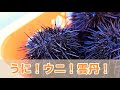 ウニ！うに！雲丹！