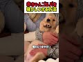 【超絶カワイイ】赤ちゃんゴルバを寝かしつける方法　#いぬ #犬 #ワンコ #犬動画 #犬のいる暮らし #カワイイ #かわいい #shorts #面白い #面白動画 #ゴールデンレトリーバー #仔犬