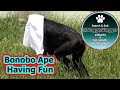 Bonobo Ape In Disguise