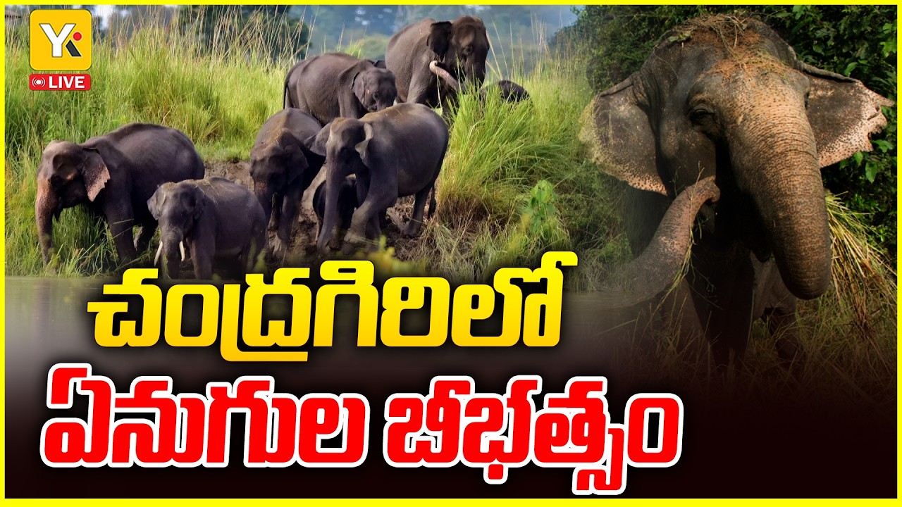 చంద్రగిరిలో ఏనుగుల బీభత్సం| Elephant Attack in Chandragiri | YK TV