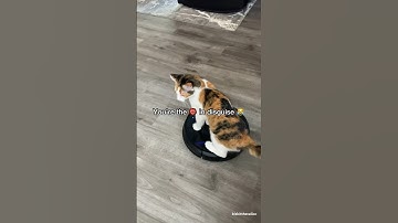 THIS is what it’s like owning cats #shorts