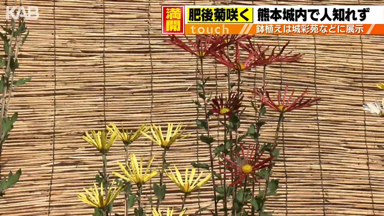 肥後六花のひとつ「肥後菊」満開 200年以上受け継がれる栽培技法 - YouTube
