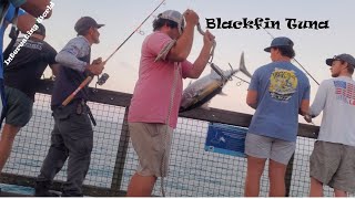 "biggest Blackfin tuna" Navarre Beach Fishing Free Subscribers $600 Tuna Tournament Nov 28 29 2025