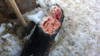 Собаки убили поросенка/ Dogs killed a pig :(