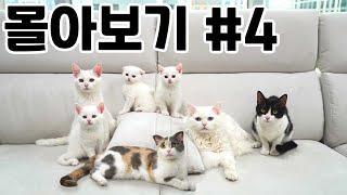 고양이예능 몰아보기 4탄 | 고양이산책