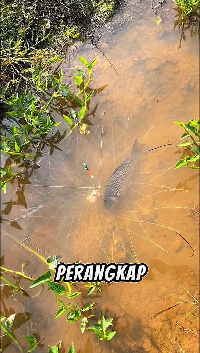 Perangkap ikan yang sangat unik. #shorts #viralvideo #feedshorts