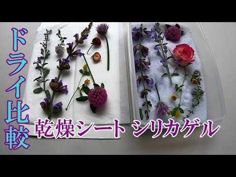 乾燥シートとシリカゲル比較 ハーブと野の花のドライ作り Youtube