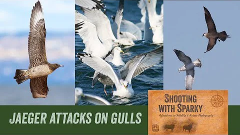 Parasitic Jaeger attacks on GullsLake Superior