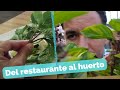 ¿Se puede reproducir albahaca a partir de una ramita del restaurante?