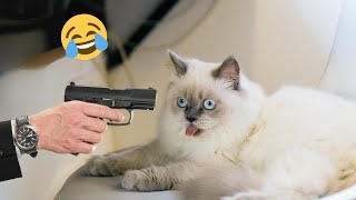 Funniest Animals  New Funny Cats Videos  EP1