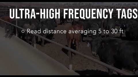 134.2Khz and UHF RFID Ear Tag for Cattles and Sheep Tracking