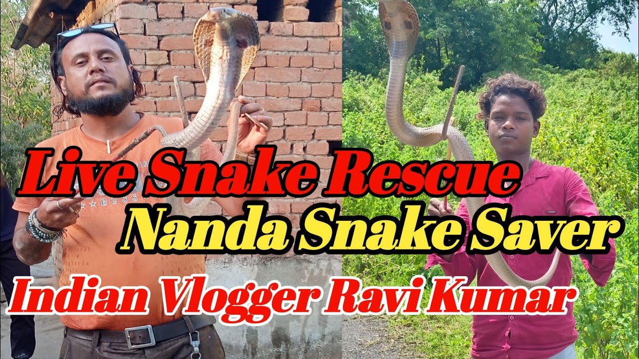 Live Snake Rescue Nanda Snake Saver Indian Vlogger Ravi kumar Present