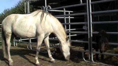 Dominance and ranking, a serious matter for horses