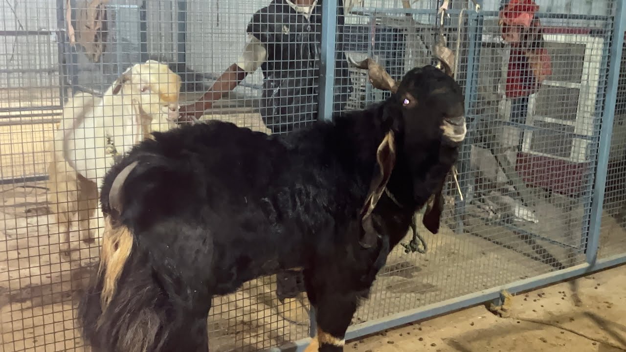 Информационное видео о породе ханса: Как исчезает порода ханса Джамунапари, смотрите это видео от...