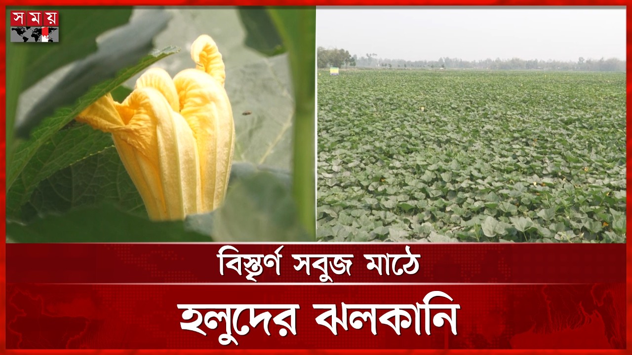 আলু চাষের লোকসান পুষিয়ে নিতেই বিকল্প কুমড়া চাষ | Pumpkin Cultivation | Nilphamari | Somoy TV