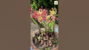 Ngắm củ hồng tú cầu siêu khủng, hoa siêu đẹp