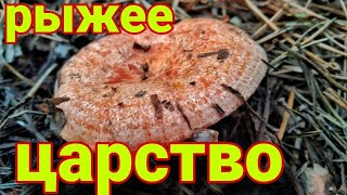 Нашел Поляны ЦАРСКИХ ГРИБОВ!!! Грибник в ШОКЕ. Сбор грибов 2023