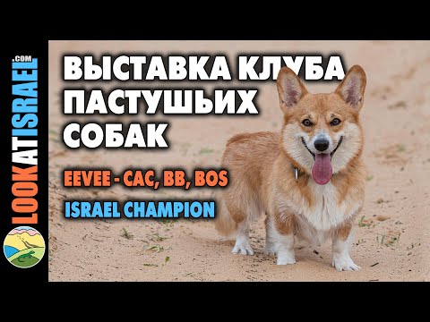 Выствка клуба пастушьих собак, Израиль - корги Иви - CAC, Best Bitch, BOS, Israel Champion!