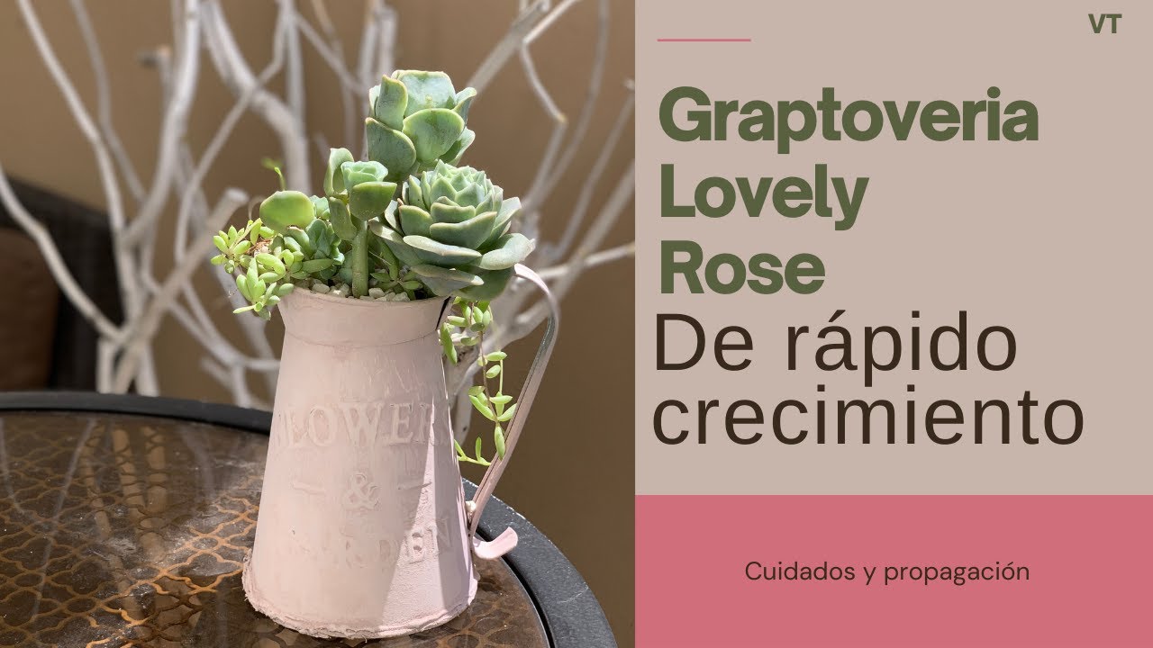 👩🏼‍🌾  Hablemos de la hermosa Graptoveria Lovely Rose. Como la cultivo