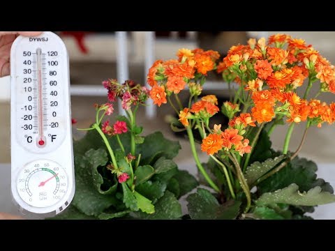 长寿花夏季徒长，及时用1招，安全越夏