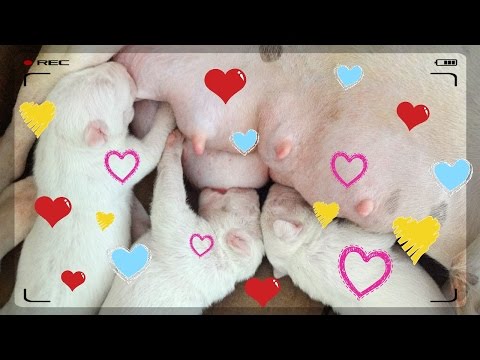 Vídeo: Miniatura De Raça De Gos Bull Terrier Hipoalergènic, De Salut I De Vida