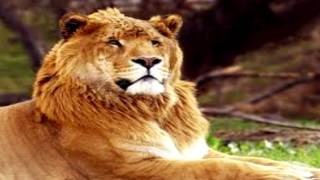 Top 10 Most Unbelievable Hybrid Animals in the world ZEBROIDS, LIGER, WHOLPHIN, CAMA, LEPON