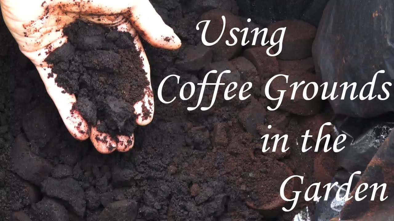 استخدام بن القهوة المستخدم في الحديقة مجانا