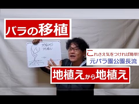 バラの移植 地植え 地植え 元バラ園公園長流 バラ移植の気を付けるポイントを解説 Youtube