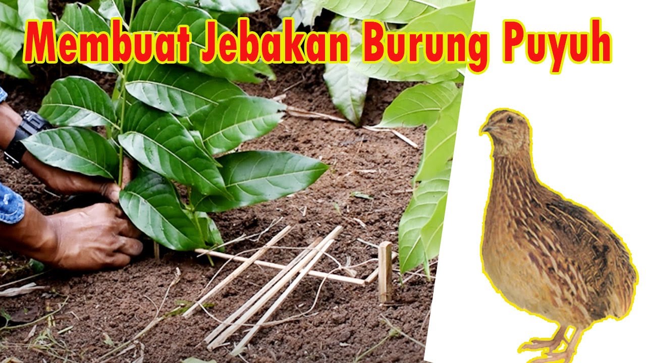 MEMBUAT JEBAKAN BURUNG PUYUH 