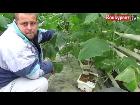 Видео: Създаваме комфортни условия в оранжерията