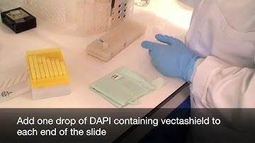 Making chromosome spreads for karyotyping