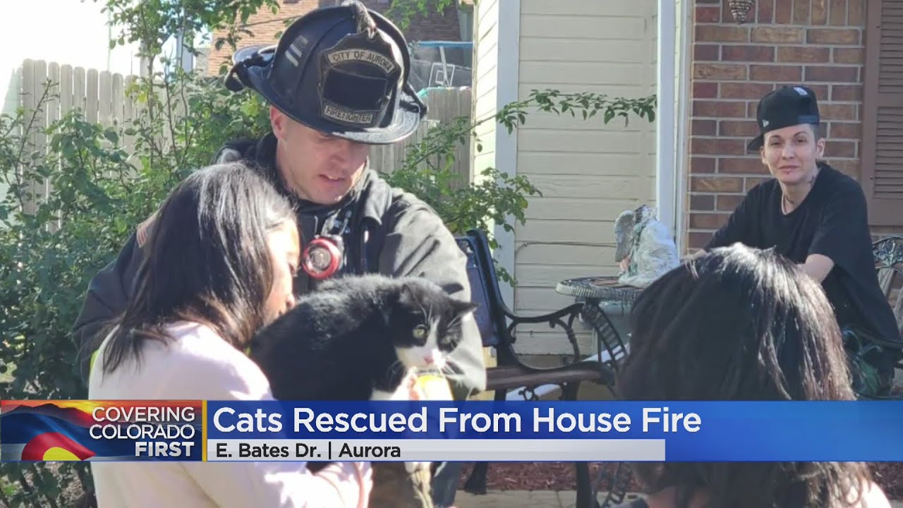 2 Cats Rescued From Burning Home - YouTube