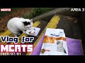 【広子に療法食】Urinary Care to Hiroko【Daily Cat Compilation】