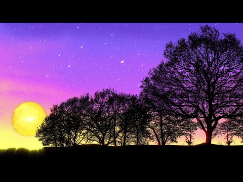 Sunset Through Forest Parallax Animation