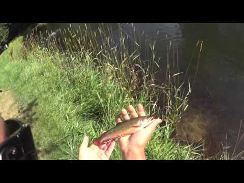 Trout Fishing In Petoskey (The One That Got Away) How to Catch big Trout  