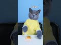 VENOM: A Good Cat Never Wastes Food!?? | Don't Waste Food  #funnycat #catsoftiktok #shorts