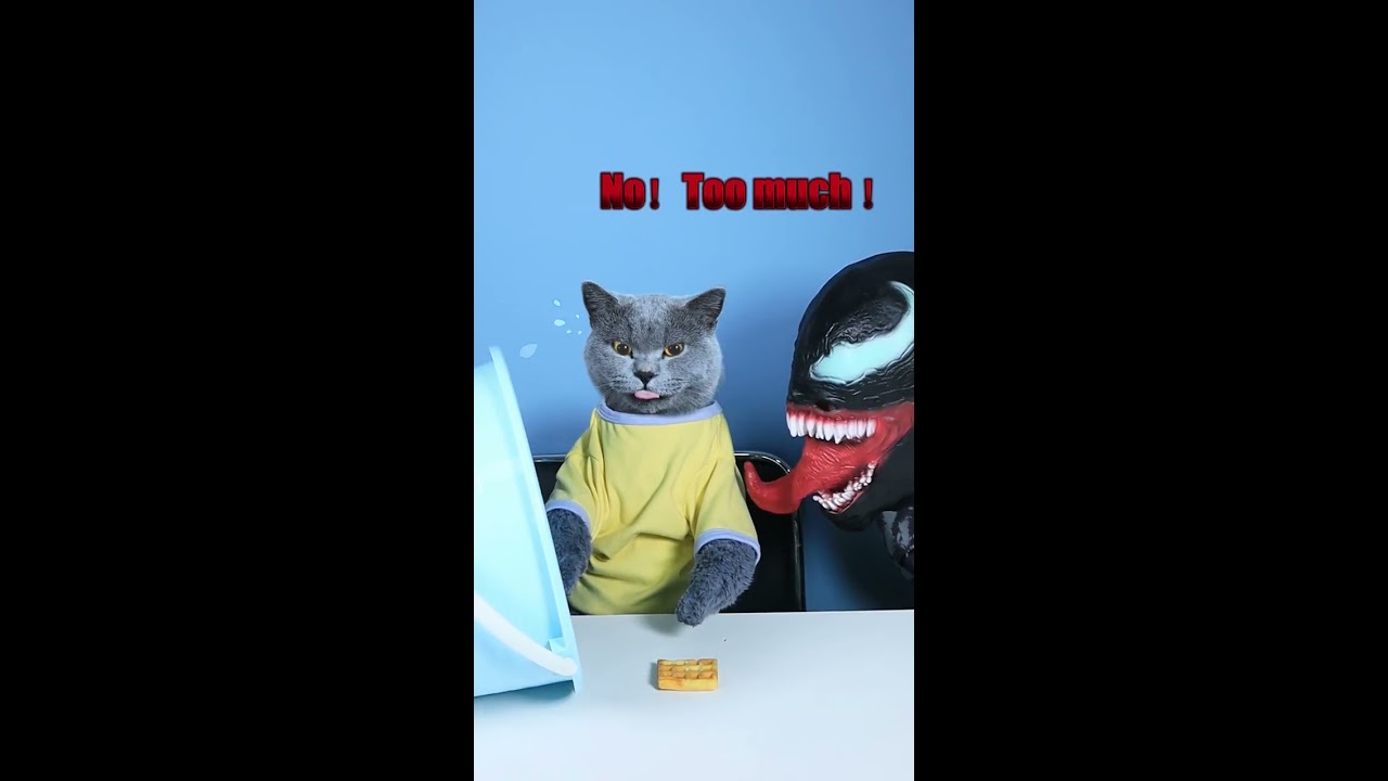 VENOM A Good Cat Never Wastes Food Don T Waste Funnycat Catsoftiktok Shorts