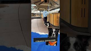 Собака-патрульный, отгоняющая чаек с места, где люди едят. #собака #работа #чайки #еда #патруль