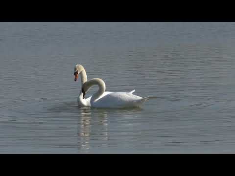 Schwan Liebesspiel