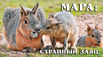 Мара: Патагонский заяц – трансформер из свиньи, оленя и кролика | Интересные факты про грызунов