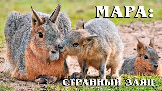 Мара: Патагонский заяц – трансформер из свиньи, оленя и кролика | Интересные факты про грызунов
