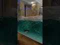 penguin 🐧 in Mumbai #mumbai #shorts #youtubeshorts #youtubeindia #zoo #india #penguin #antartica