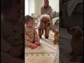初めて小さい犬に吠えられ固まってしまう赤ちゃん。様子を見ていた大きい犬が助けに来てくれて赤ちゃんもママも一安心✨#dog #baby #cute #funny #love #shorts
