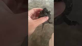 Florida Snapping Turtle | Thế Giới Rùa Cảnh |                       shorts