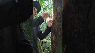 Point dendrometer installation