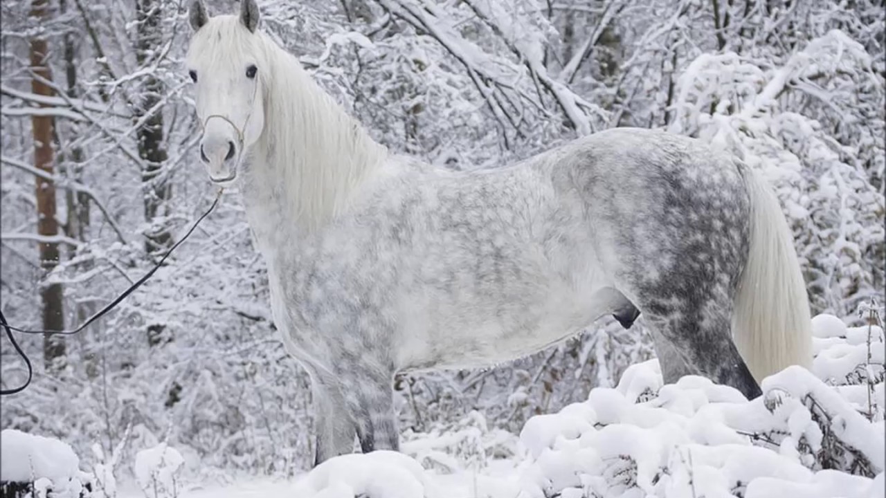 Resultado de imagen para caballos hermosos del mundo